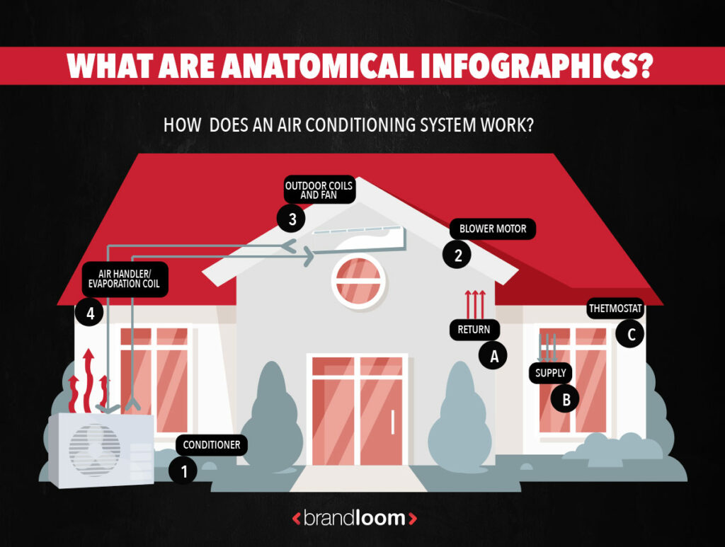 ANATOMICAL INFOGRAPHIC